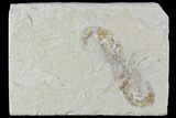 Two Cretaceous Fossil Shrimp Plate - Lebanon #107660-1